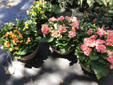 JCCC WALK IN PURCHASE Reiger Begonia 12” Not available for Pre-Order Not available for shipping. You must be onsite at the Flash Garden to purchase