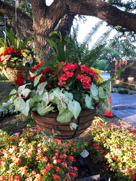 LAKEWAY WALK IN PURCHASE Planted PREMIUM Larger 20" Heavy Duty Hanging Basket