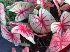 LAKEWAY White Queen Caladium 4”   whiteleaf/red veins  for walk in purchase only - at our LAKEWAY Flash Garden