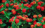 LAKEWAY WALK IN PURCHASE Dallas Red Lantana #1pot size  For walk in purchase only not available for Pre-Ordering at this time.  You must be onsite at a Flash Garden to purchase these.