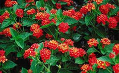 LAKEWAY WALK IN PURCHASE Dallas Red Lantana #1pot size  For walk in purchase only not available for Pre-Ordering at this time.  You must be onsite at a Flash Garden to purchase these.