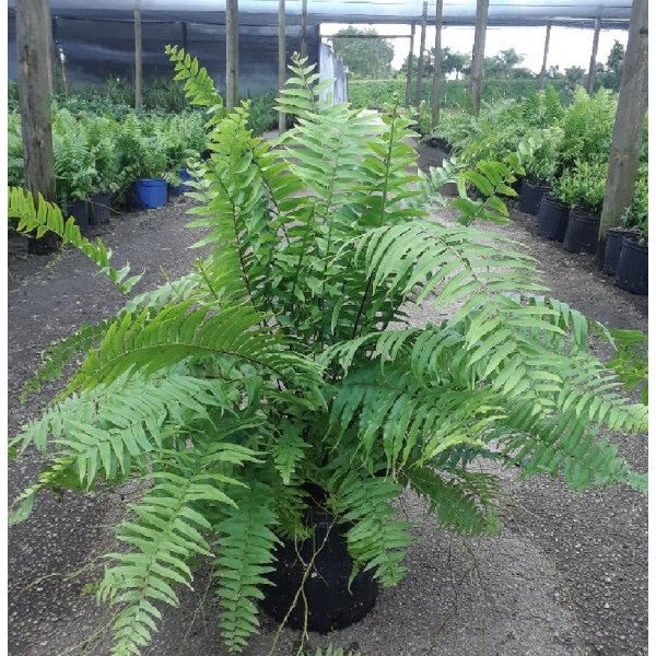 LAKEWAY WALK IN PURCHASE  Specimen Macho Fern in a ‘Party Ready/Gift Ready’ 20” Decorative Plastic Terra Cotta Colored Planter  NOT AVAILABLE FOR SHIPPING