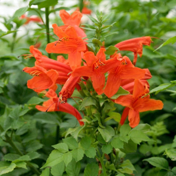 LAKEWAY WALK IN PURCHASE Tecomaria capensis ‘Orange’ aka Cape Honeysuckle in a ‘Party Ready’ 20” Decorative Plastic Terra Cotta Colored Planter NOT available for Shipping  You must be at the Flash Garden - in person-to purchase these.