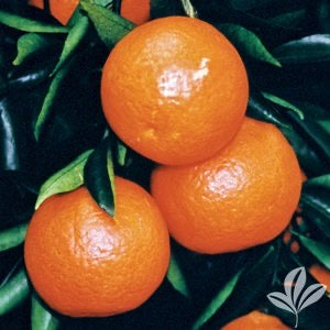 Sunburst Tangerine 5g  for walk in purchase at our LAKEWAY Flash Garden