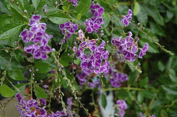 LAKEWAY  Sapphire Showers Duranta  #3pot   for walk in purchase only  at our LAKEWAY  Flash Garden  Not available for pre-ordering at this time