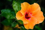 LAKEWAY WALK IN PURCHASE Large Specimen Tropical Combo ‘Hibiscus/Bougainvillea/Mandevilla’ all in one planter - in a Party Ready 20” Decorative Plastic Terra Cotta Colored Planter