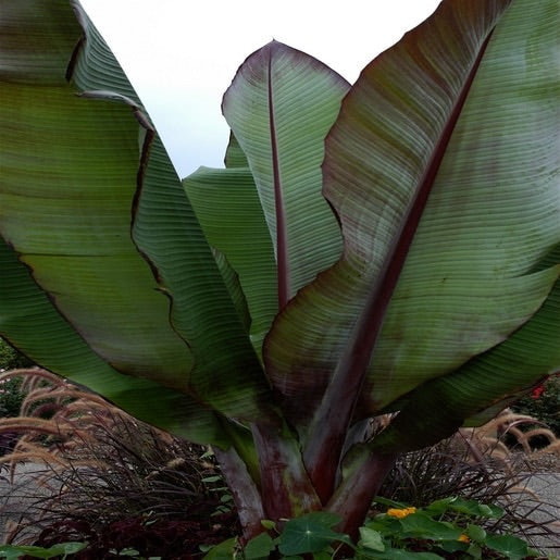 LAKEWAY WALK IN PURCHASE Large Specimen Ensete ventracosum ‘Maurelii’ .  Red Abyssinian Banana   Red Banana NOT AVAILABLE FOR SHIPPING you must be onsite at a Flash Garden to purchase these