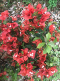 LAKEWAY  Bougainvillea #1  Assorted colors for walk in purchase at our LAKEWAY Flash Garden  PRE-ORDER NEXT TIME FOR DISCOUNTED PRICING