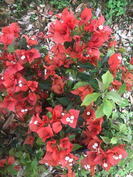 LAKEWAY  Bougainvillea #1  Assorted colors for walk in purchase at our LAKEWAY Flash Garden  PRE-ORDER NEXT TIME FOR DISCOUNTED PRICING