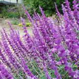JCCC WALK IN PURCHASE  Salvia leucantha 'Midnight' #3g  Mexican Bush Sage  for walk in purchase only (at our LAKEWAY Flash Garden)