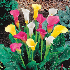 LAKEWAY  Calla Lily 4FR    Florist Quality  for walk in purchase at our LAKEWAY  Flash Garden - Not available for Pre-Ordering