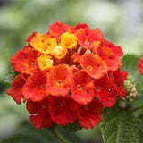 LAKEWAY WALK IN PURCHASE Dallas Red Lantana #1pot size  For walk in purchase only not available for Pre-Ordering at this time.  You must be onsite at a Flash Garden to purchase these.