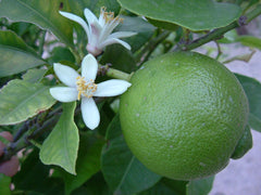Key Lime / Mexican Lime Tree 5g  for walk in purchase at a Flash Garden   Not available for Pre-Ordering at this time. You must be onsite, in person at a Flash Garden to purchase these.