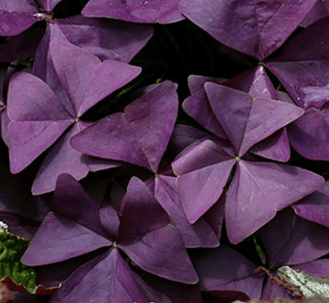 LAKEWAY   Purple Oxalis #1  Oxalis triangularis (pink bloom) for walk in purchase only, at our DRIFTWOOD Flash Garden