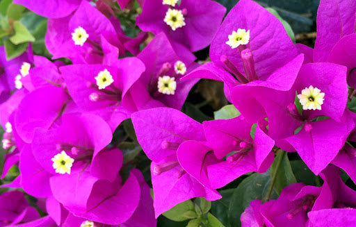 PRE-ORDER NOW!  Bougainvillea 10”HangingBasket-for customer pick up @ a Flash Garden Mid-Late March/Early April (PO deadline is 2/28/24 or when we run out) We’ll update pick up times asap. USE PULL DOWN MENUS TO CHOOSE PICK UP LOCATION & VARIETIES