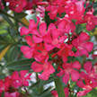 PRE-ORDER  Oleander #5 ‘Hardy Pink’  for customer pick up at a Flash Garden. Pre-Order Deadline is Tuesday 7/23/24