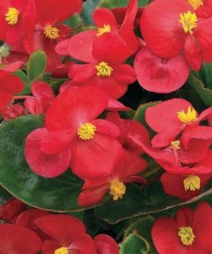 DRIFTWOOD  Bada Bing Scarlet Begonia 4”
