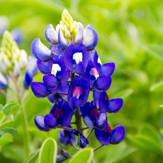 JCCC WALK IN PURCHASE Texas Bluebonnet 4” for walk in purchase only at the Flash Garden - NOT AVAILABLE FOR SHIPPING