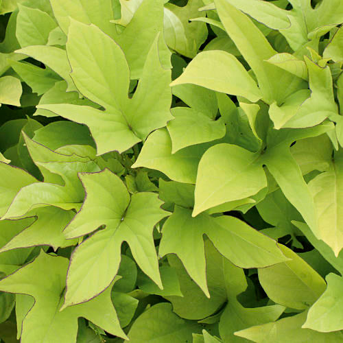 Ipomoea 4” Potato Vine ‘Illumination/Margarite’ more manageable Lime Green/Chartreuse   for walk in purchase only - at a Flash Garden - not available for pre-ordering at this time - you must be onsite- in person- at the Flash Garden to purchase these
