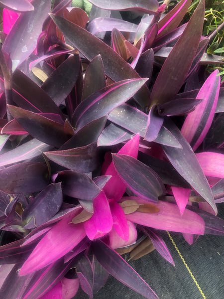 LAKEWAY  Setcresea 4”  ‘Pink Stripe’ Purple Heart Variegated