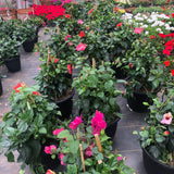 LAKEWAY WALK IN PURCHASE Large Specimen Tropical Combo ‘Hibiscus/Bougainvillea/Mandevilla’ all in one planter - in a Party Ready 20” Decorative Plastic Terra Cotta Colored Planter