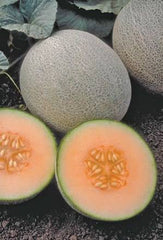 RESERVE YOURS  “Pecos”Cantaloupe Picked @ Full Slip  (meaning just the right stage). Very Very Limited Numbers !Use the pull down menu NOW to choose your location & the DISCOUNTED PRICE *** we will update you soon with pick up dates
