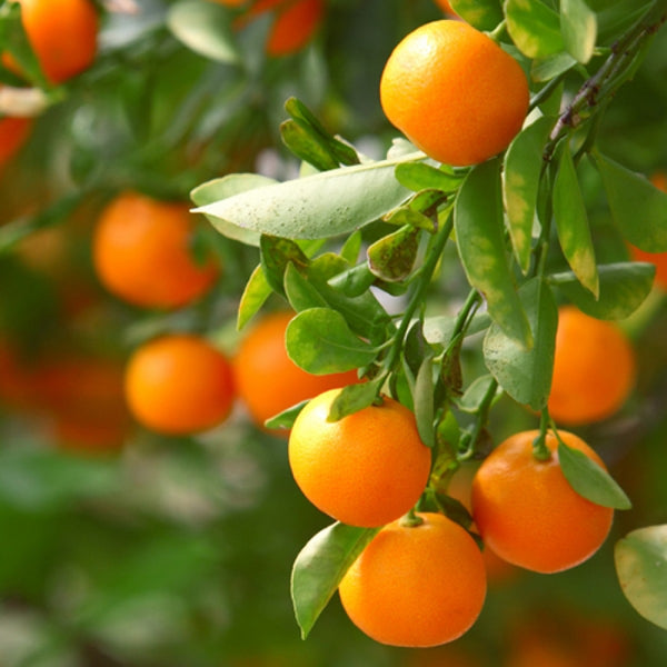 Clementine Mandarin 5g  for walk in purchase at a Flash Garden