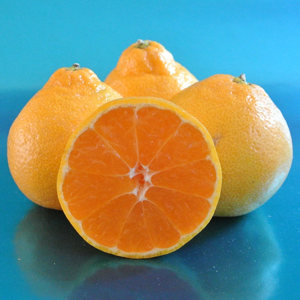 Miho Satsuma 5g  for walk in purchase at our LAKEWAY Flash Garden Not available for Pre-Ordering at this time. You must be onsite, in person at a Flash Garden to purchase these.