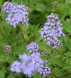 DRIFTWOOD Gregg’ Blue Mist Flower 4”   Eupatorium  For walk in purchase only at our DRIFTWOOD  Flash Garden  Not available for pre-ordering
