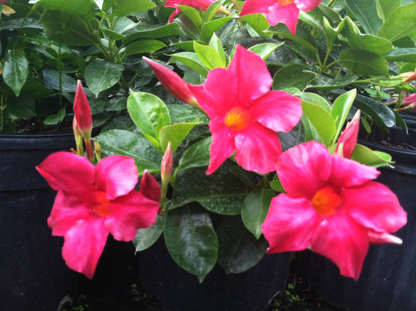 LAKEWAY WALK IN PURCHASE Large Specimen Tropical Combo ‘Hibiscus/Bougainvillea/Mandevilla’ all in one planter - in a Party Ready 20” Decorative Plastic Terra Cotta Colored Planter