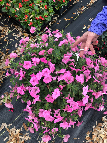 DRIFTWOOD Supertunia 10" Hanging Basket Assorted Colors for walk in purchase only  at our DRIFTWOOD Flash Garden  NOT AVAILABLE FOR PRE-ORDERING