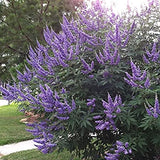 SPECIAL Pre-Order  DRIFTWOOD  Vitex  Chaste Tree #7  for pick up at our DRIFTWOOD Flash Garden. Saturday 6/12/21 & Sunday 6/13/21