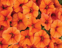 LAKEWAY WALK IN PURCHASE Superbells Dreamsicle QT - not available for shipping, you must be onsite at the Flash Garden to purchase these.