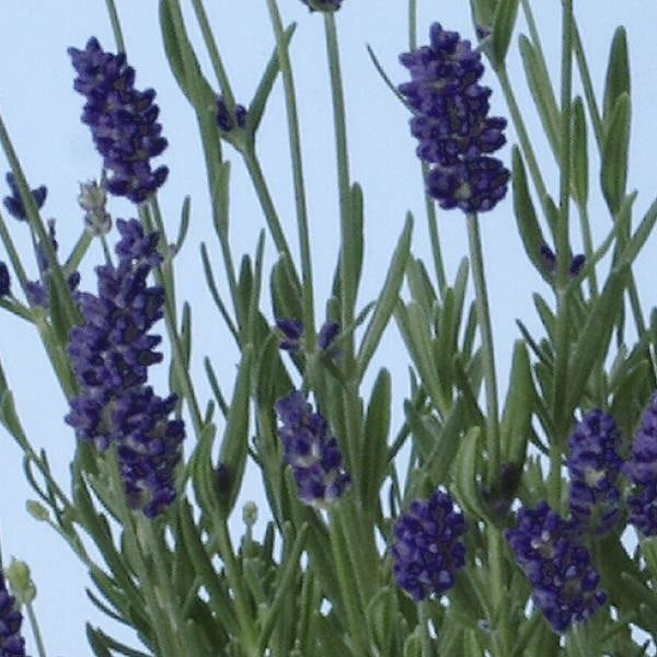 LAKEWAY  Lavender 4”  Elegance Purple  for walk in purchase only at our. LAKEWAY  Flash Garden  Not available for pre-ordering