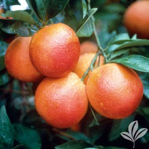 Moro Blood Orange 5g  for walk in purchase at a Flash Garden   Not available for Pre-Ordering at this time. You must be onsite, in person at a Flash Garden to purchase these.