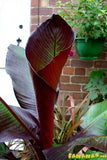 LAKEWAY WALK IN PURCHASE Large Specimen Ensete ventracosum ‘Maurelii’ .  Red Abyssinian Banana   Red Banana NOT AVAILABLE FOR SHIPPING you must be onsite at a Flash Garden to purchase these