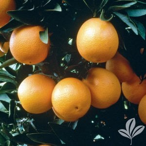 Red Navel Orange 5g  for walk in purchase at our LAKEWAY Flash Garden