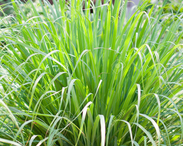 DRIFTWOOD Lemongrass Qt     Lemon Grass