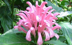 (Copy) LAKEWAY WALK IN PURCHASE Pink Jacobinia QT  Brazilian Plume Flower, aka Flamingo Flower NOT AVAILABLE FOR PRE-ORDERING - YOU MUST BE ONSITE AT A FLASH GARDEN TO PUCHASE THIS