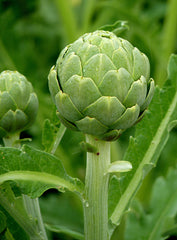 LAKEWAY Artichoke #1  for walk in purchase at our LAKEWAY Flash Garden Not available for Pre-Ordering