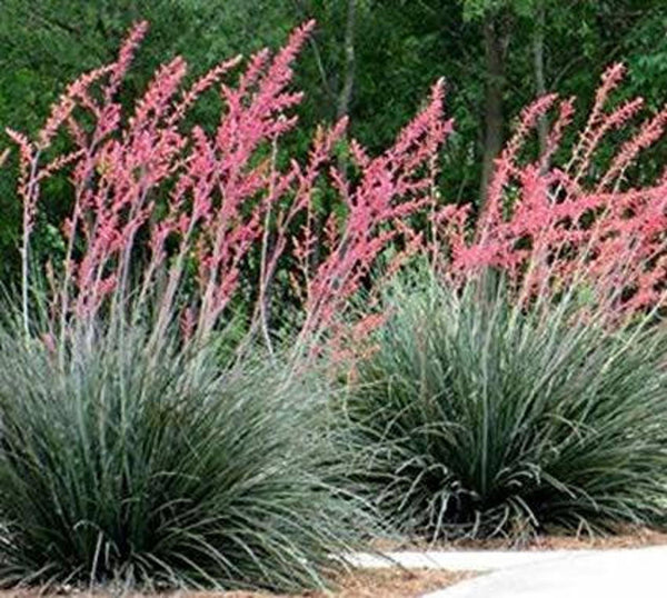 JCCC WALK IN PURCHASE  Red Yucca #5  Hesperaloe at our Johnson City Flash Garden not available for shipping