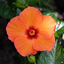 LAKEWAY WALK IN PURCHASE Large Specimen Tropical Combo ‘Hibiscus/Bougainvillea/Mandevilla’ all in one planter - in a Party Ready 20” Decorative Plastic Terra Cotta Colored Planter