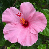 LAKEWAY WALK IN PURCHASE Large Specimen Tropical Combo ‘Hibiscus/Bougainvillea/Mandevilla’ all in one planter - in a Party Ready 20” Decorative Plastic Terra Cotta Colored Planter