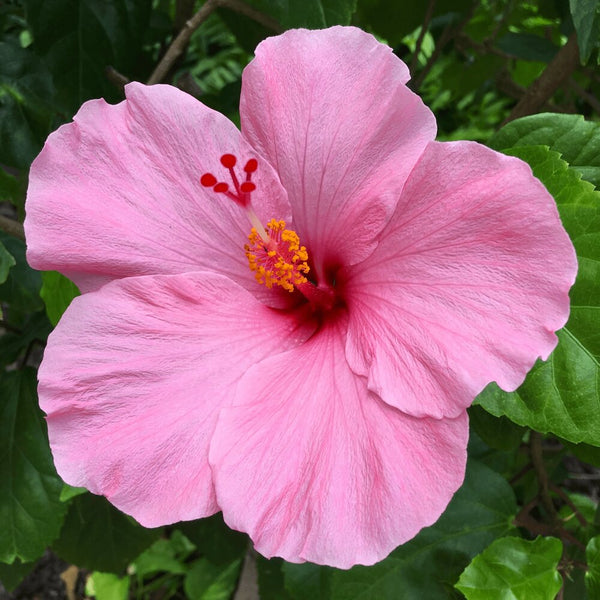 LAKEWAY WALK IN PURCHASE Large Specimen Tropical Combo ‘Hibiscus/Bougainvillea/Mandevilla’ all in one planter - in a Party Ready 20” Decorative Plastic Terra Cotta Colored Planter