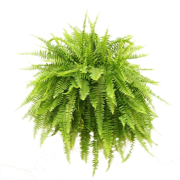 DRIFTWOOD  Boston Fern 10” Hanging Basket  for walk in purchase at our DRIFTWOOD  Flash Garden