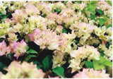 PRE-ORDER NOW!  Bougainvillea 10”HangingBasket-for customer pick up @ a Flash Garden Mid-Late March/Early April (PO deadline is 2/28/24 or when we run out) We’ll update pick up times asap. USE PULL DOWN MENUS TO CHOOSE PICK UP LOCATION & VARIETIES