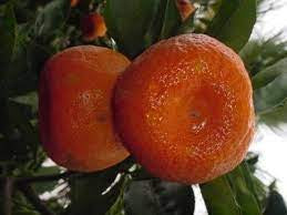 Arctic Frost Satsuma Tree 5g  for walk in purchase at our LAKEWAY Flash Garden