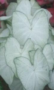 DRIFTWOOD  Moonlight Caladium 4” for walk in purchase at our DRIFTWOOD Flash Garden