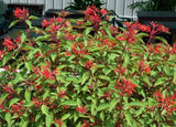 PRE-ORDER  Fire Bush #1  Hamelia patens for customer pick up at a Flash Garden. - For Customer pick up at a Flash Garden late Aug/early Sept - will update exact pick up dates soon.