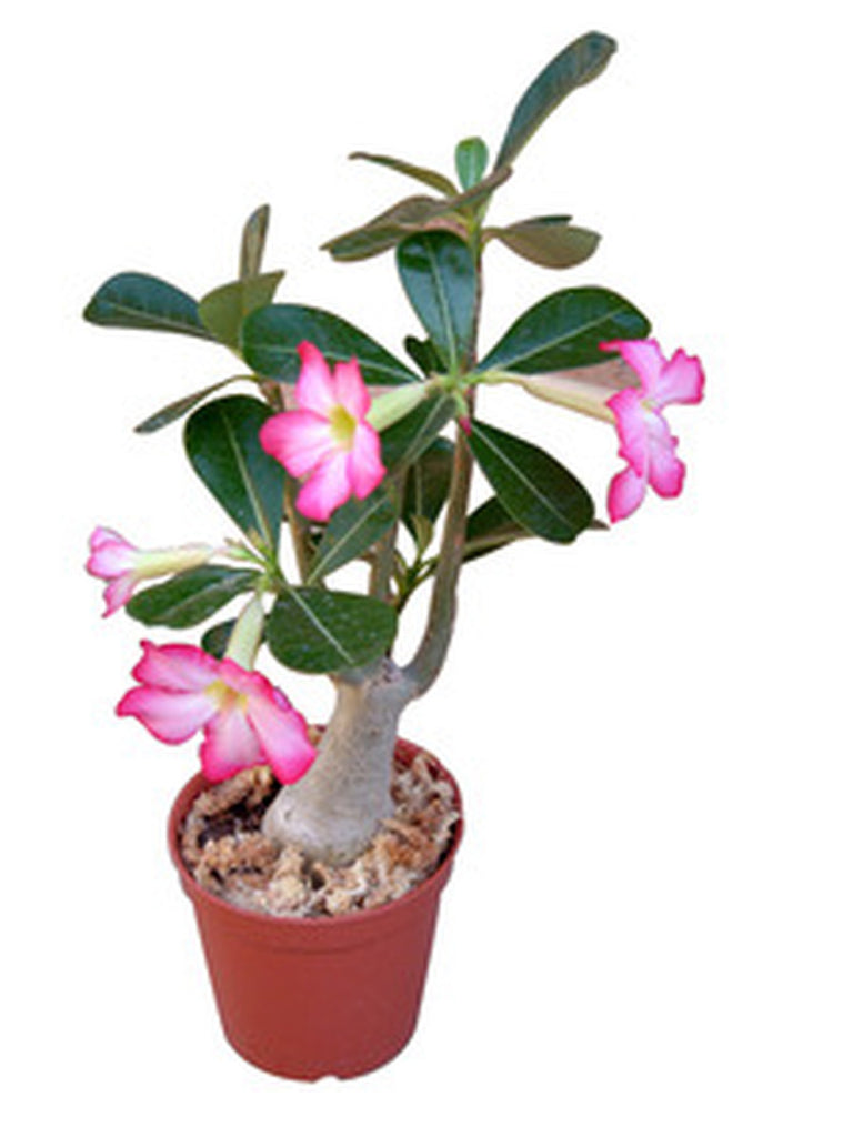 succulent adenium DRIFTWOOD Desert Rose Qt Adenium Succulent – Pots & Plants